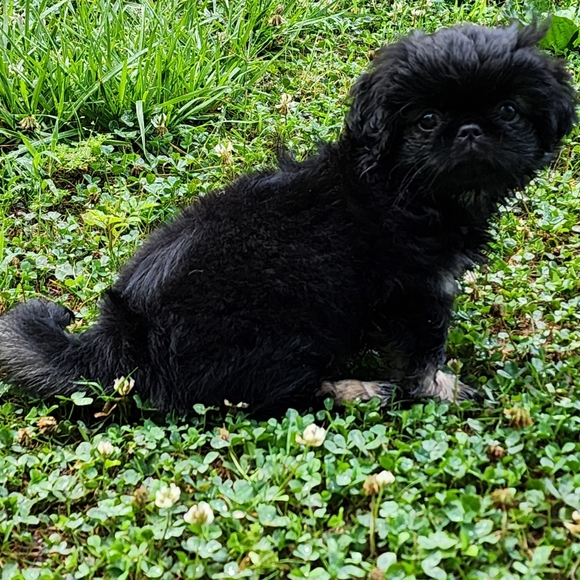 Meet your Posher, Melissa - Picture 2 of 3